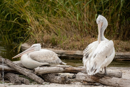 Tranquil scene of a pelicans perched atop a wooden log