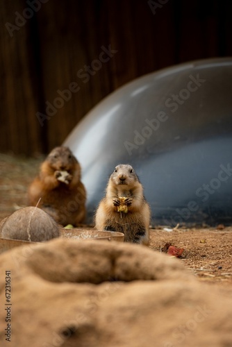 Vertical shot of Cynomys ludovicianus eating seeds in a zoo photo