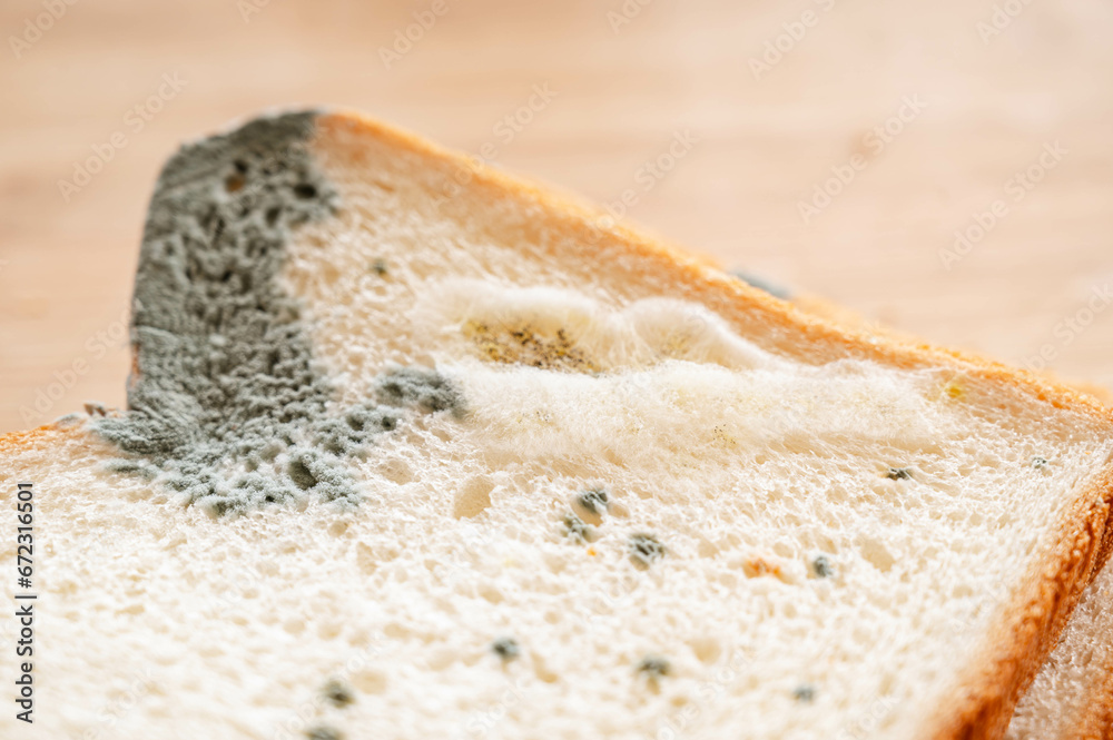 食パンに生えたアオカビと白カビ Stock Photo | Adobe Stock