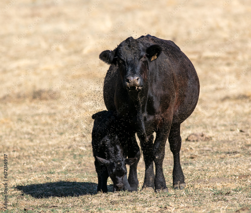 A Cow and Her Calf in Grasslands
