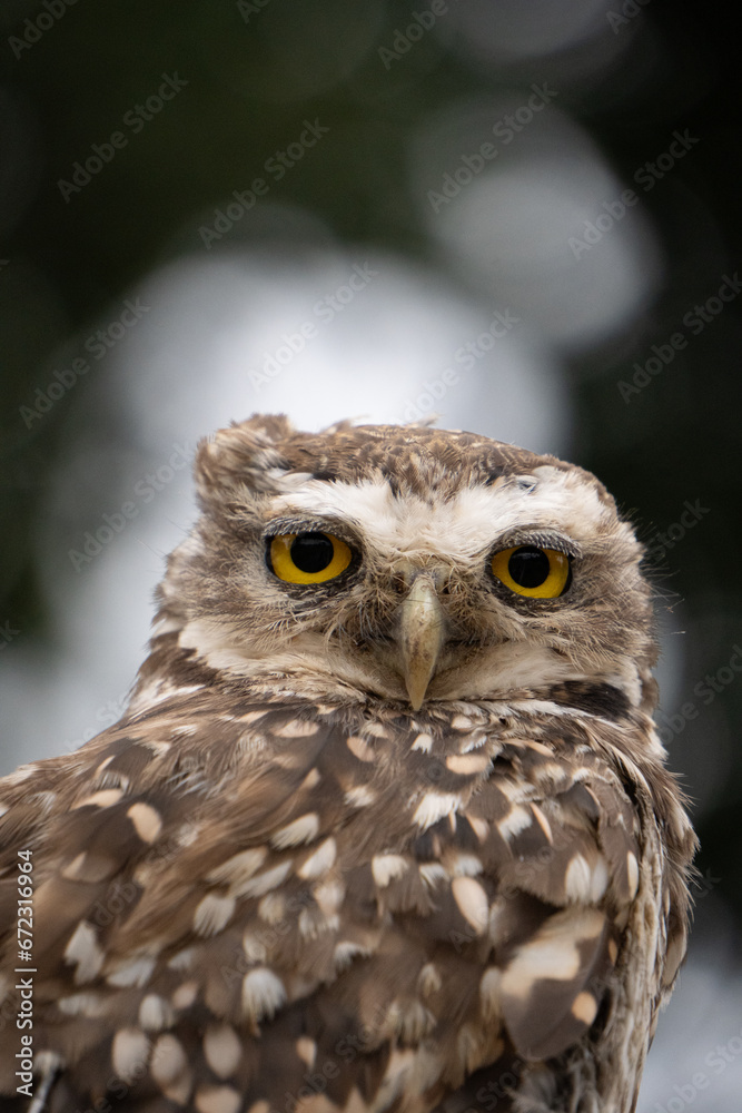 Portrait of a little owl Portrait of a little owl