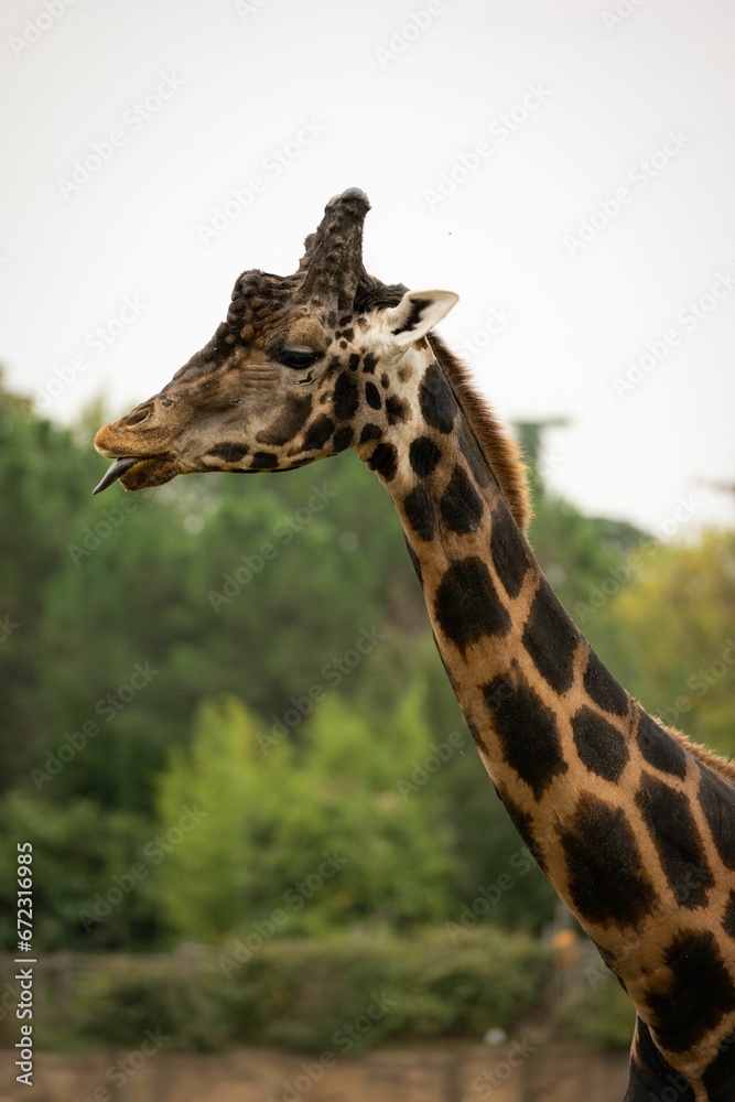 Giraffe standing in a natural setting of grassy plants near a forested area Giraffe standing in a natural setting of grassy plants near a forested area