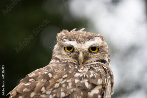 Portrait of a little owl