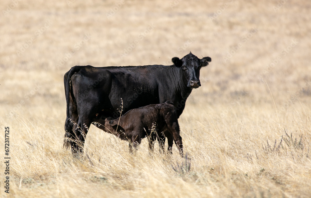 A Cow and Her Calf in Grasslands A Cow and Her Calf in Grasslands