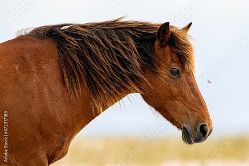 Close-up of a majestic brown horse grazing in a lush grassy field