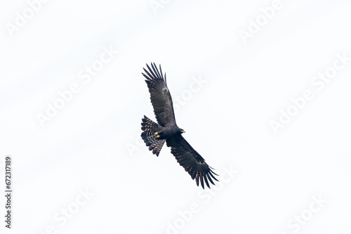 The black eagle (Ictinaetus malaiensis) is a bird of prey