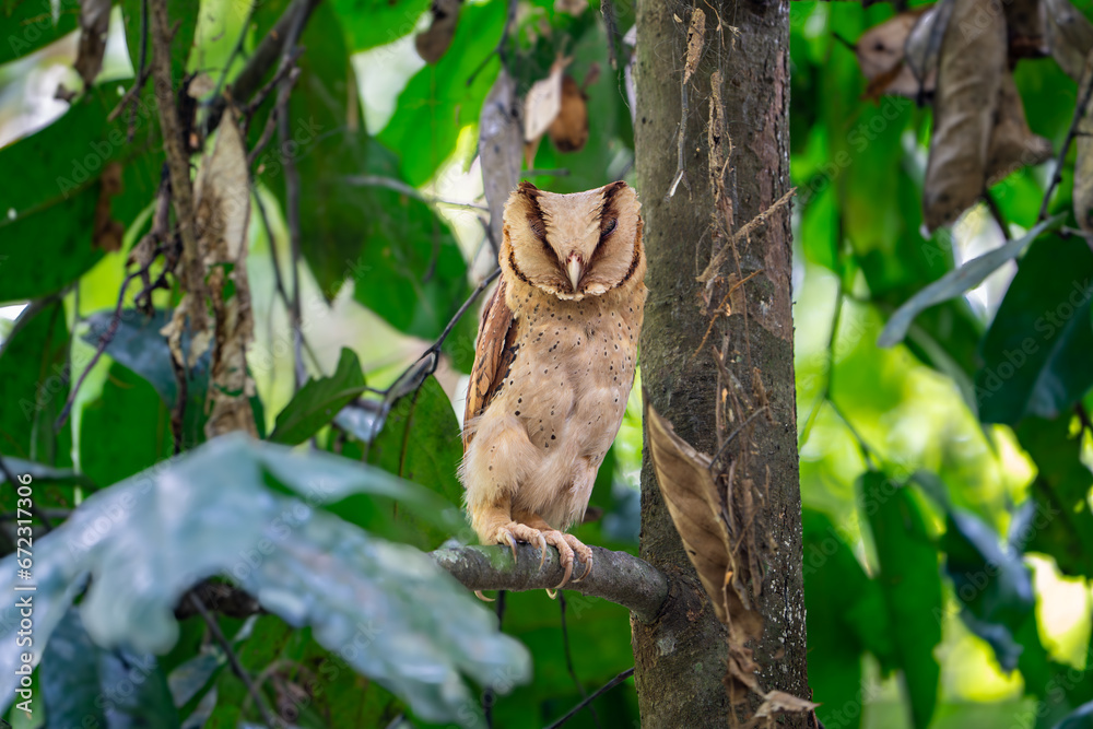 The Sri Lanka bay owl (Phodilus assimilis) is a species of bay owl in the family Tytonidae