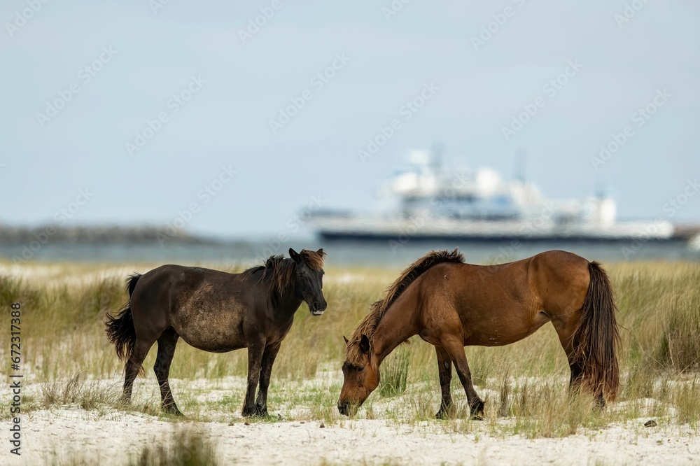 Majestic horses in a picturesque setting, facing the horizon as a sailboat passes by