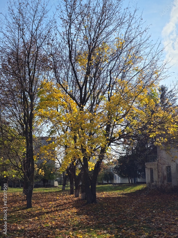 Naklejka premium A tree with yellow leaves