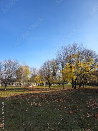 A group of trees in a park