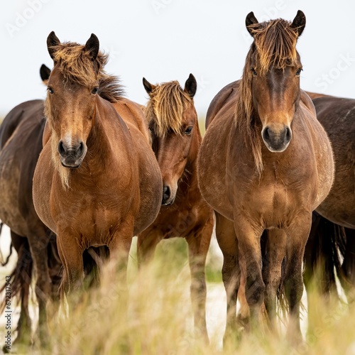 Group of brown horses standing in lush, green grass in a sunny outdoor setting