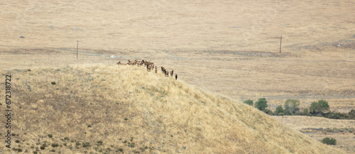 A Herd of Tule Elk in a California Grassland Environment