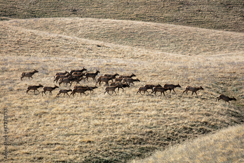A Herd of Tule Elk in a California Grassland Environment © Gary Peplow