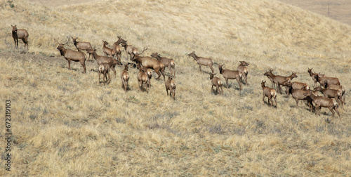 A Herd of Tule Elk in a California Grassland Environment photo