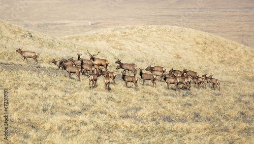 A Herd of Tule Elk in a California Grassland Environment