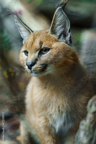 Portrait of Caracal in zoo