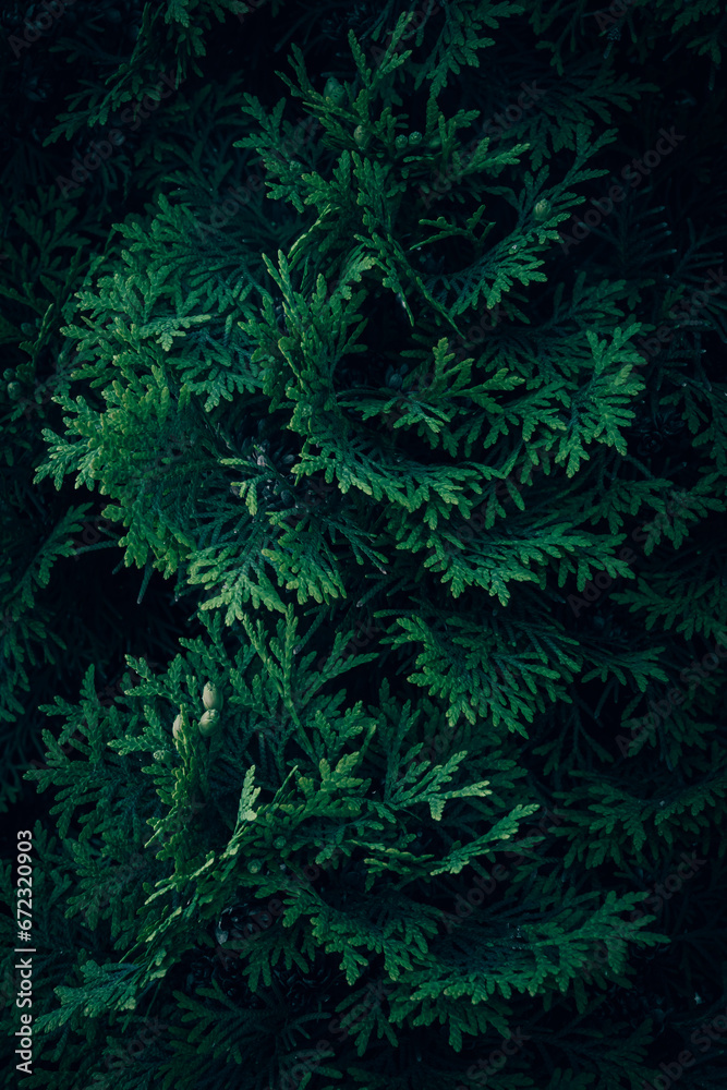 A close up of green Thuja tree branches