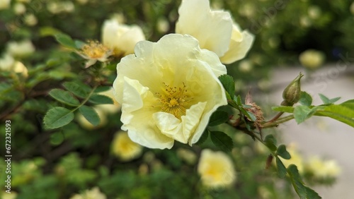 Rosa 'Harison's Yellow', also known as R. × harisonii, the Oregon Trail Rose or the Yellow Rose of Texas, is a rose cultivar that originated as an accidental hybrid in the early 19th century. Probably photo