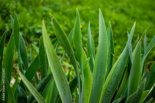 Fototapeta Naklejka Na Ścianę i Meble -  Closeup of a Agave plant 