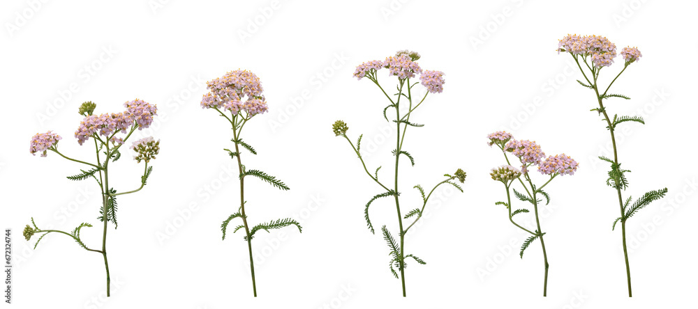 Few stems of yarrow witn flowers and green leaves isolated on white background - obrazy, fototapety, plakaty 