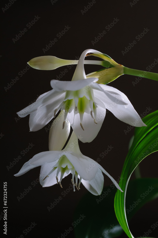 Fototapeta premium Two eucharis flowers and two unopened buds on dark background close up view