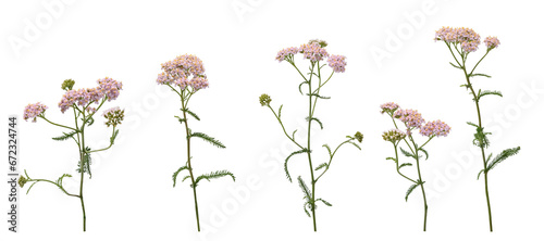 Few stems of yarrow witn flowers and green leaves isolated on white background photo