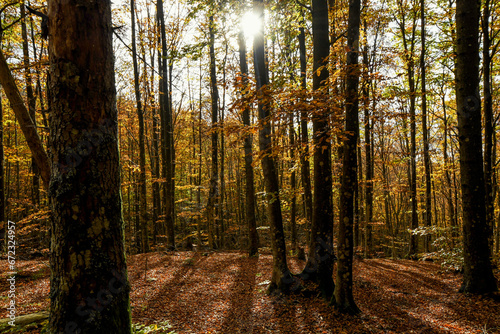 i colori del bosco d'autunno © Mara