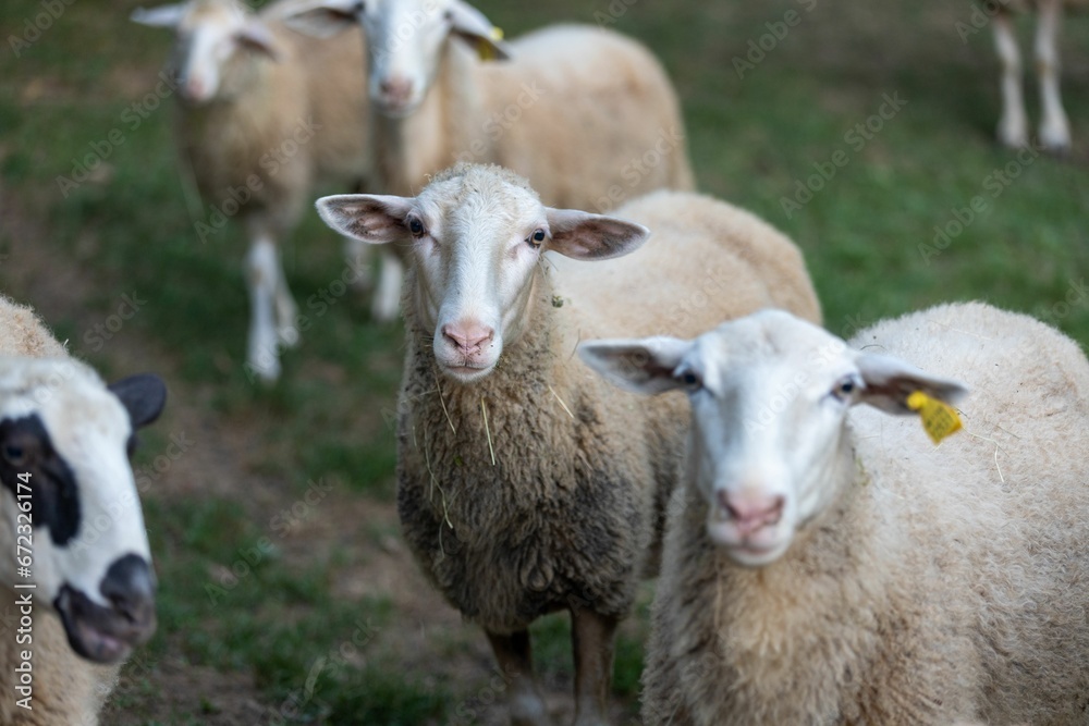 Group of white sheep grazing in a lush green meadow Group of white sheep grazing in a lush green meadow