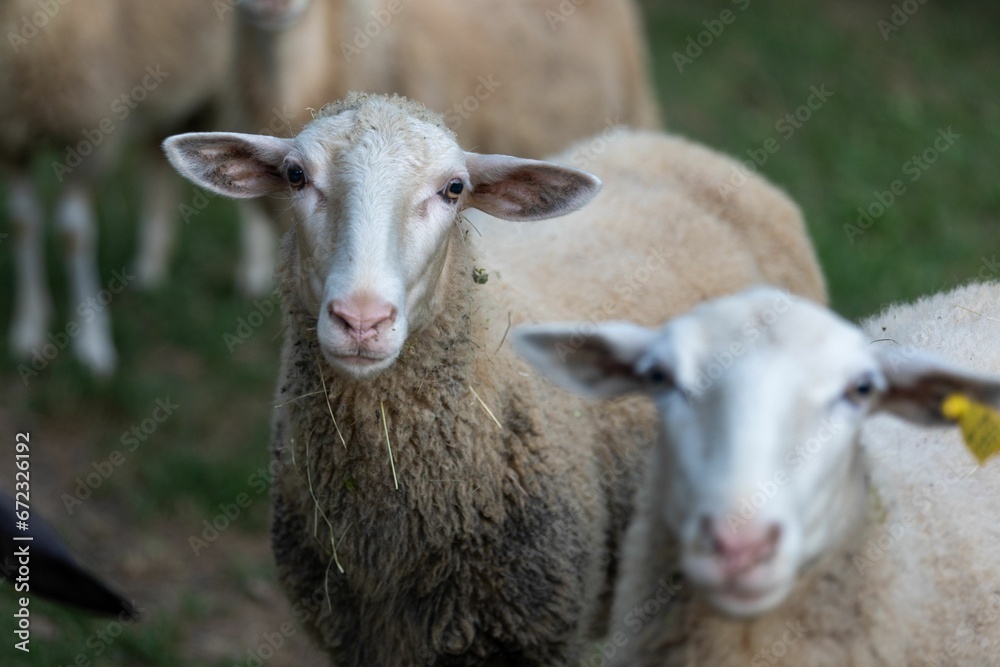 Sheep standing side-by-side in a lush green grassy field, in an idyllic outdoor setting