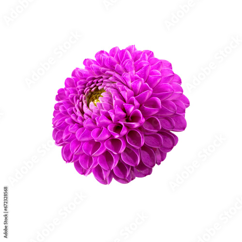 Pink dahlia flower isolated on transparent background.