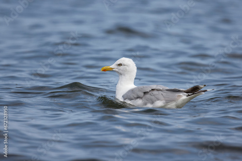 Seagull swimming , blue water