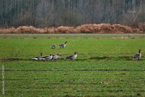 Flock of graylag geese perched on a lush green grassy field, basking in the sunlight © Wirestock