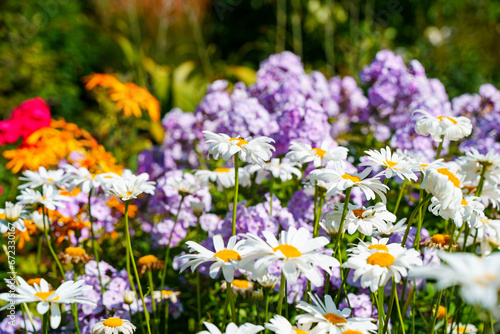 A colorful field of daisies and purple flowers