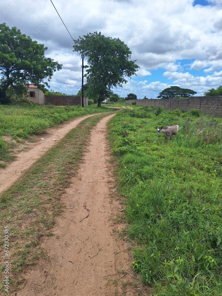 Naklejka premium Extraordinary street that shows the beauty of the green villages of Mozambique in Africa