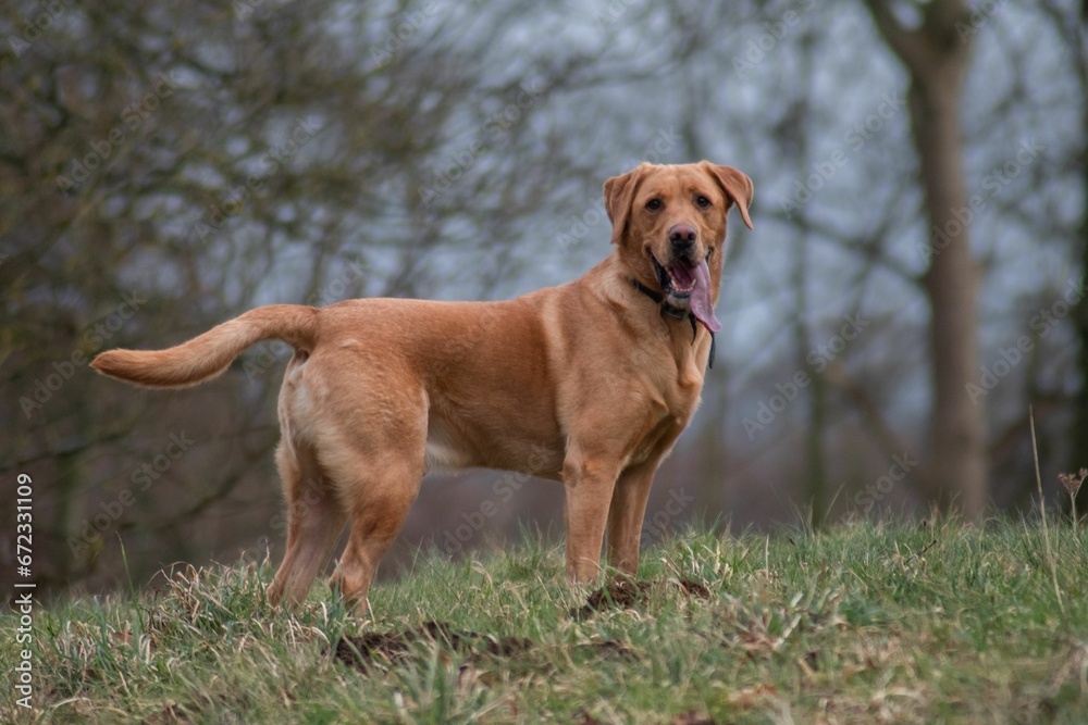 Adorable labrador standing in a lush meadow, gazing into the camera