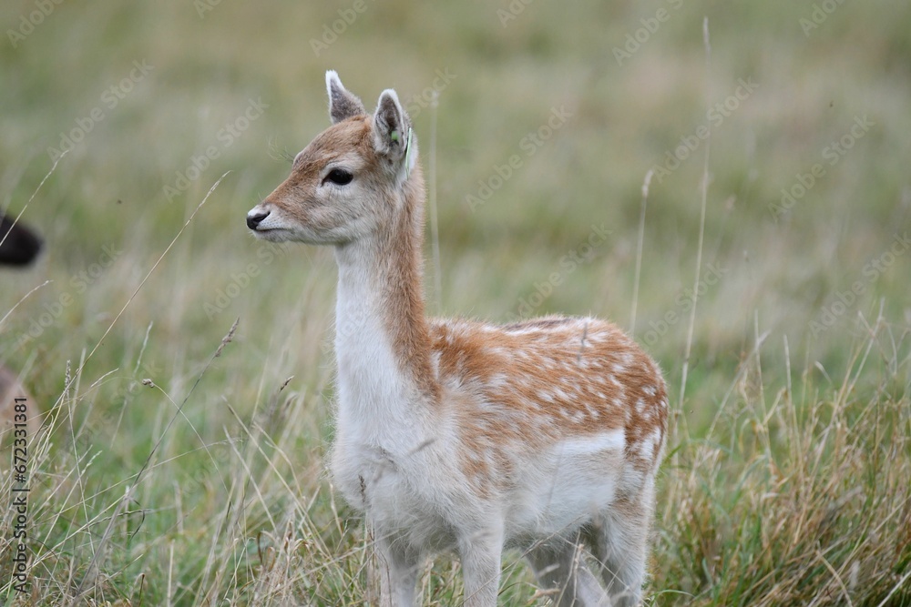 Deer stands atop a vibrant green field of grass illuminated by the warm summer sun. Deer stands atop a vibrant green field of grass illuminated by the warm summer sun.