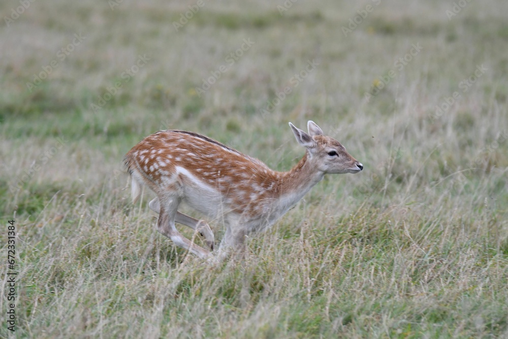 Young deer running through a sprawling meadow on a sunny day Young deer running through a sprawling meadow on a sunny day