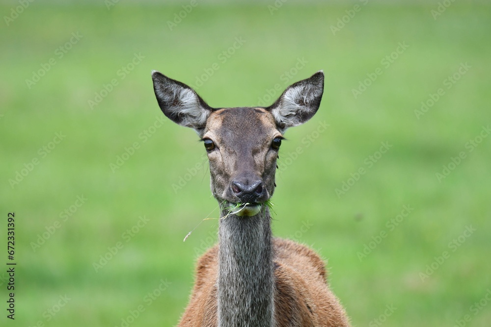 Deer standing in a lush, grassy field looking directly at the camera. Deer standing in a lush, grassy field looking directly at the camera.