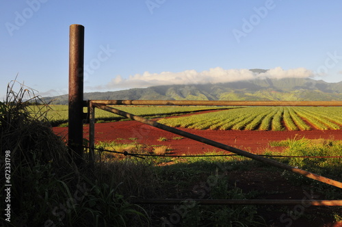 Pineapple fields, Hawaii, 