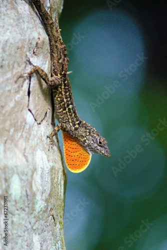 Close-up image of a brown anole lizard on a tree, with a blurred background