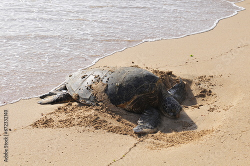 Sea Turtle