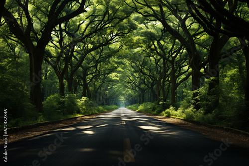 Shaded road under arching green tree branches © youriy