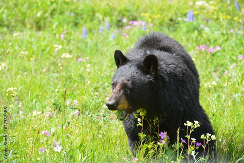 Black Bear in nature