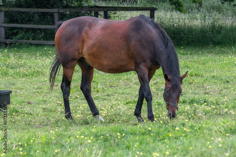 Brown horse grazing in a green grass field Brown horse grazing in a green grass field
