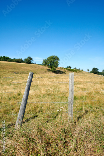 Lush green grass in nature in the countryside on a quiet sunny morning. Sustainable, organic rural landscape of lawn and trees on a field. Peaceful fresh air on a calming, soothing farm