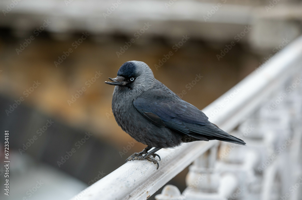 Vogel in der Stadt Vogel in der Stadt