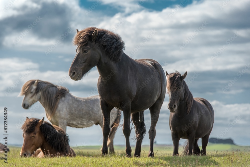 Group of stallions in the country fields.