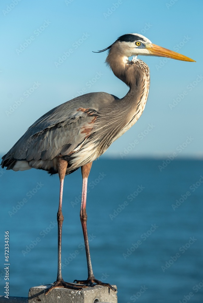 Great blue heron standing atop a wooden post overlooking a picturesque blue ocean. Great blue heron standing atop a wooden post overlooking a picturesque blue ocean.