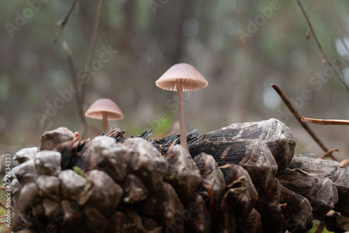 Mycena Seynii Mushroom that grows on pine cones