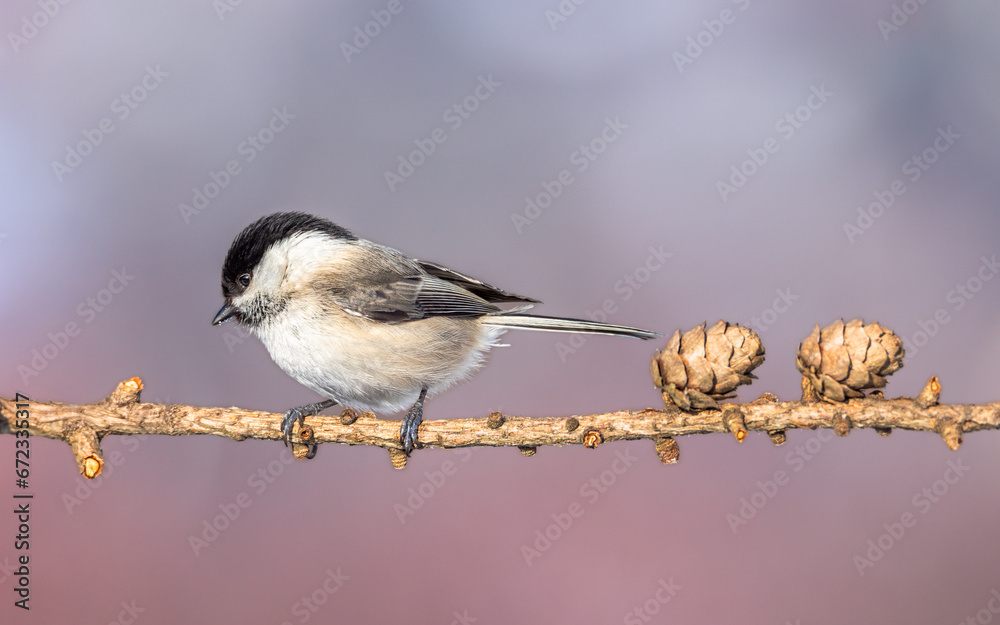Obraz premium Sikora uboga Poecile palustris